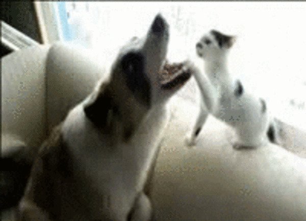 Кошки против собак