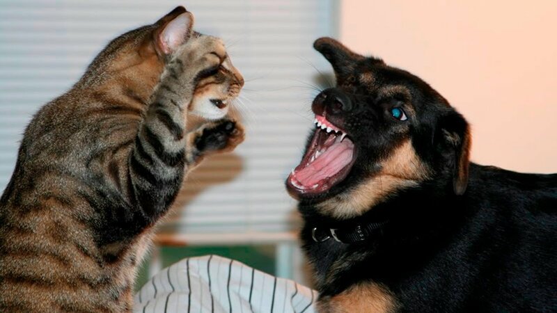Кошки против собак