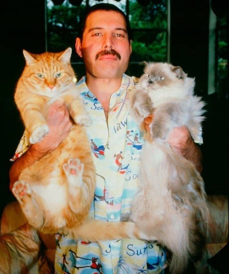 Фредди Меркьюри со своими любимыми котами