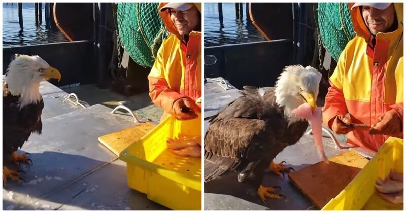 Наглый белоголовый орлан выпрашивает часть улова у рыбака