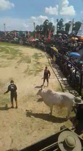 Оседлал быка Оседлал быка