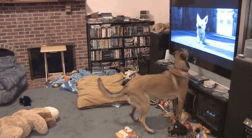 Собаки смотрят телевизор. Животные и телевизор. Собака и телевизор. Собака перед телевизором. Собака возле телевизора.