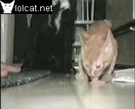 Как кошка с собакой