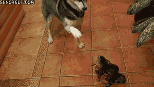 Как кошка с собакой