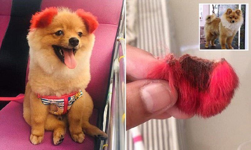 В результате посещения парикмахерской собака осталась без уха