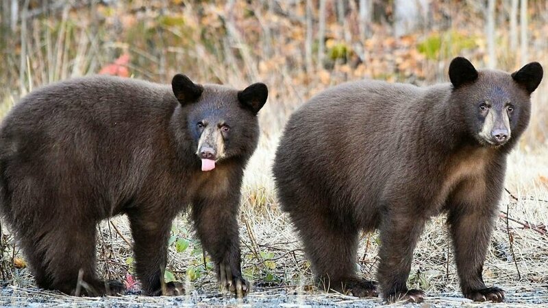 Медвежье семейство перебралось через колючую проволоку, огораживающую заповедник на Аляске