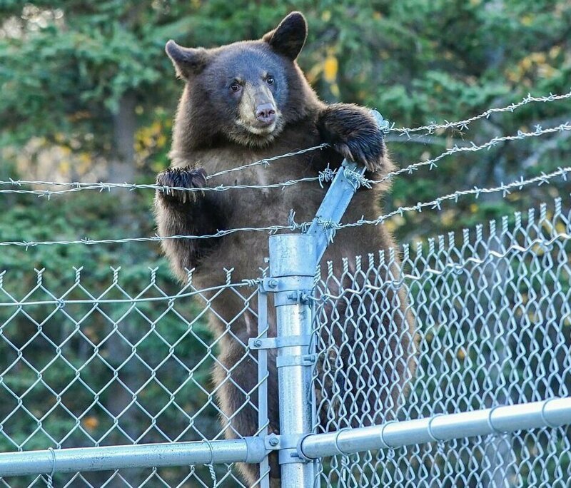 Медвежье семейство перебралось через колючую проволоку, огораживающую заповедник на Аляске