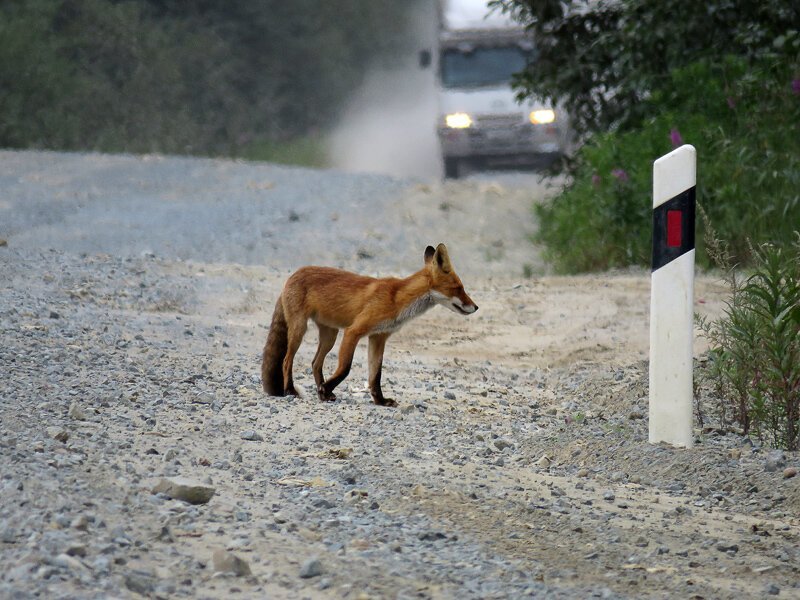 Голодная лиса. Какие животные есть на севере Сахалина. Проголодалась лиса бежит по дороге и смотрит по сторонам.