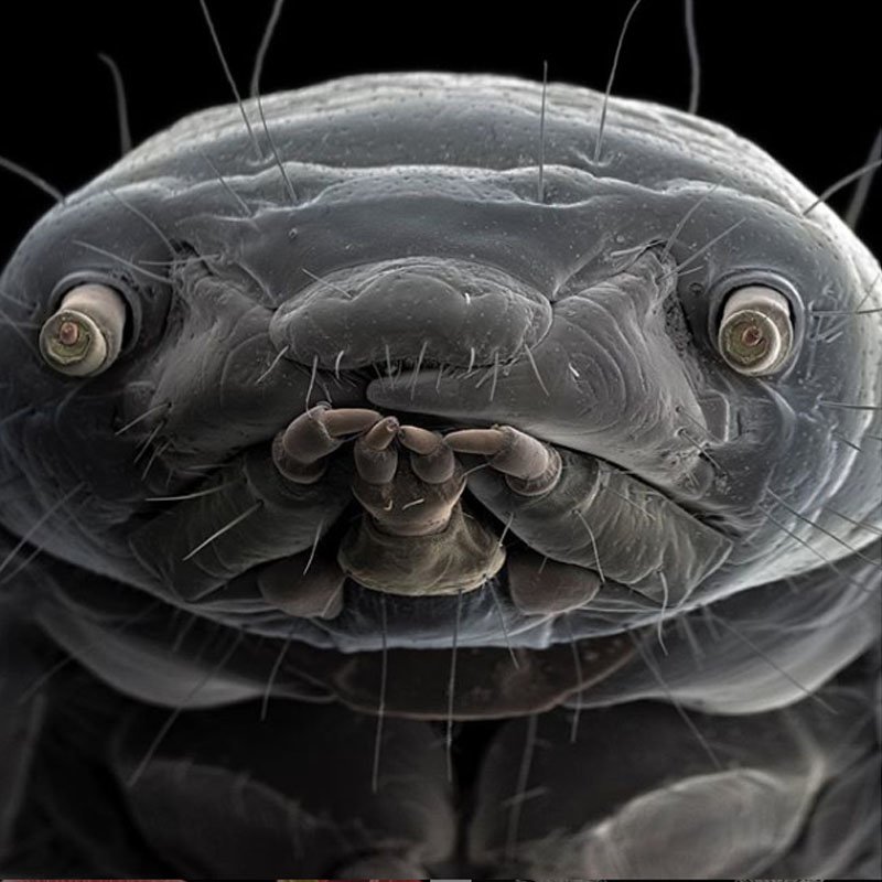 Личиночная форма жука-червя Tenebrio molitor