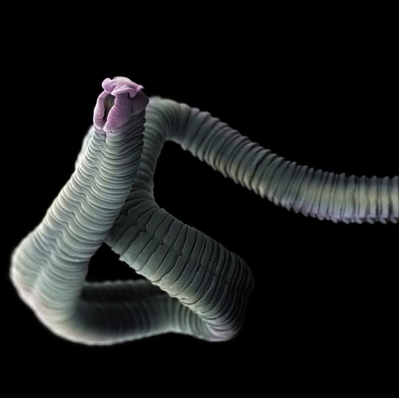 Ленточный червь (Eubothrium crassum)