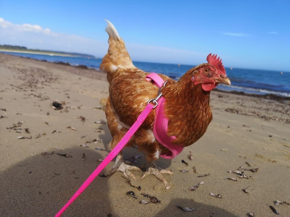 Видео про куриц. Курица плавает. Курочка у моря. Куры на пляже.