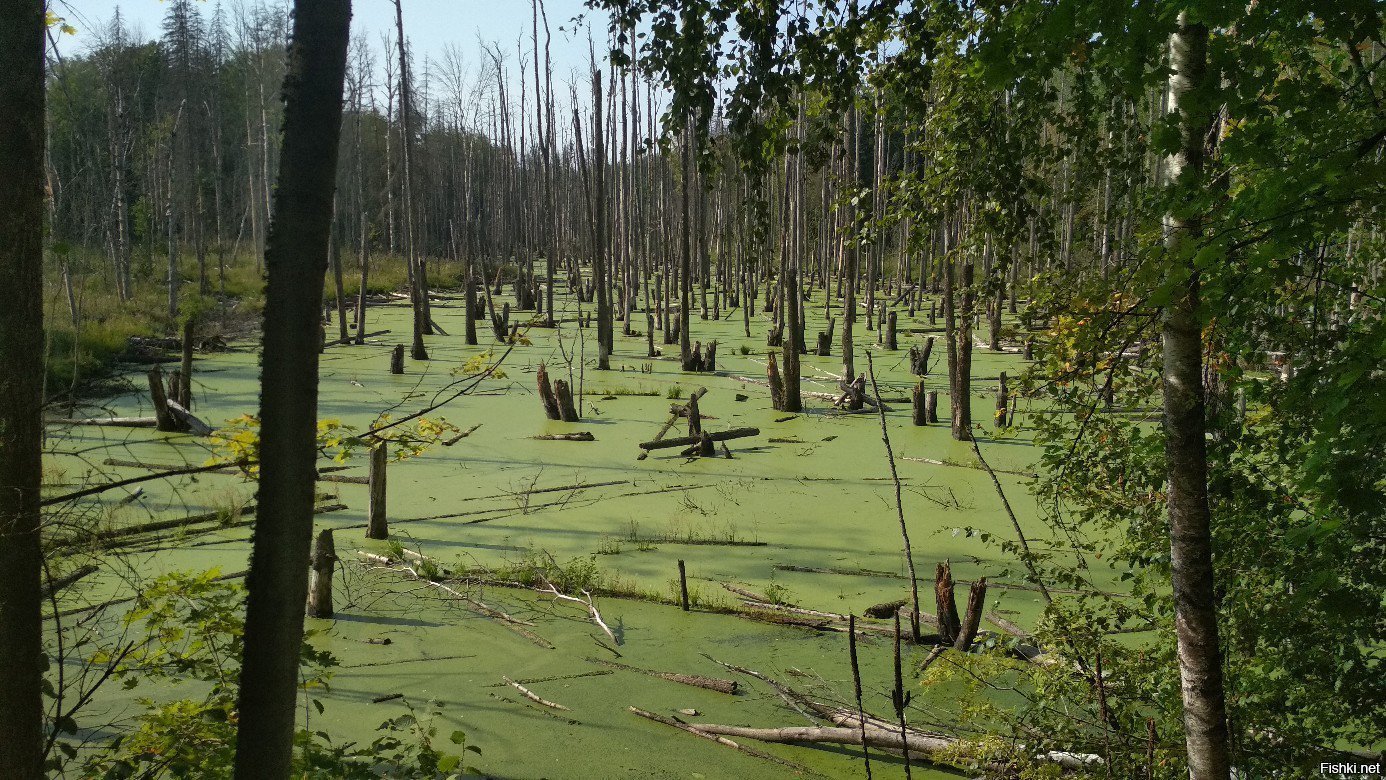 Галое болото в Брянской области