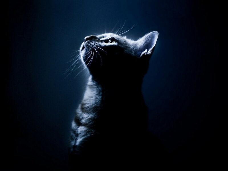 16. В полной темноте кошка не бьется бедрами об углы стола и не ругается.