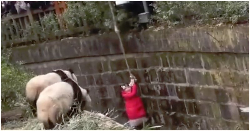 Спасение девочки, упавшей в вольер с пандами