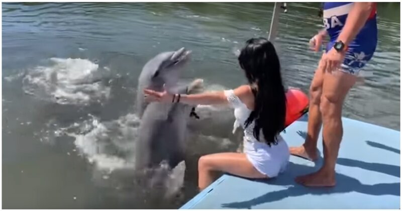 Дельфин  слишком буквально воспринял знаки внимания девушки