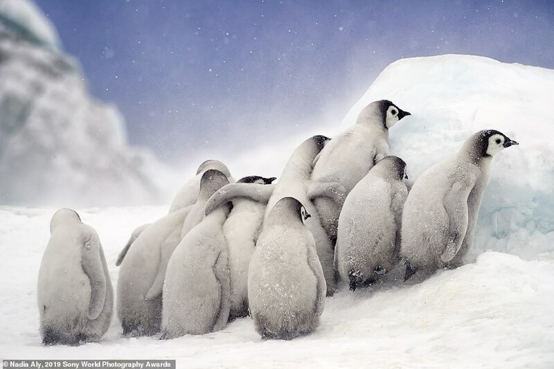 Птенцы пингвинов. Надя Али (США), категория "Дикая природа", Открытый конкурс