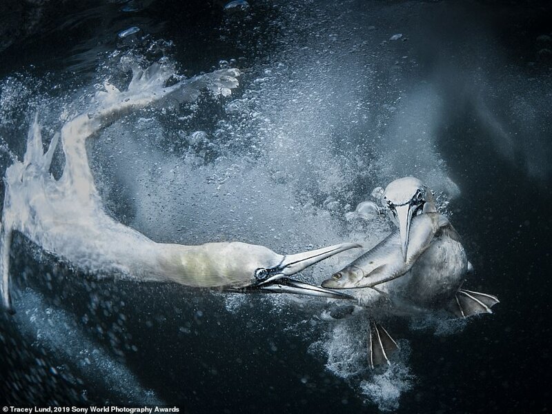Подводное пиршество. Трейси Ланд (Великобритания), категория "Дикая природа", Открытый конкурс