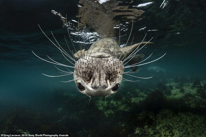 Портрет серого тюленя. Грэг Лекёр (Франция), категория "Дикая природа", Открытый конкурс