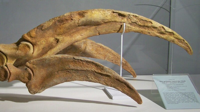 Теризинозавр - длина когтей достигала метра в длину