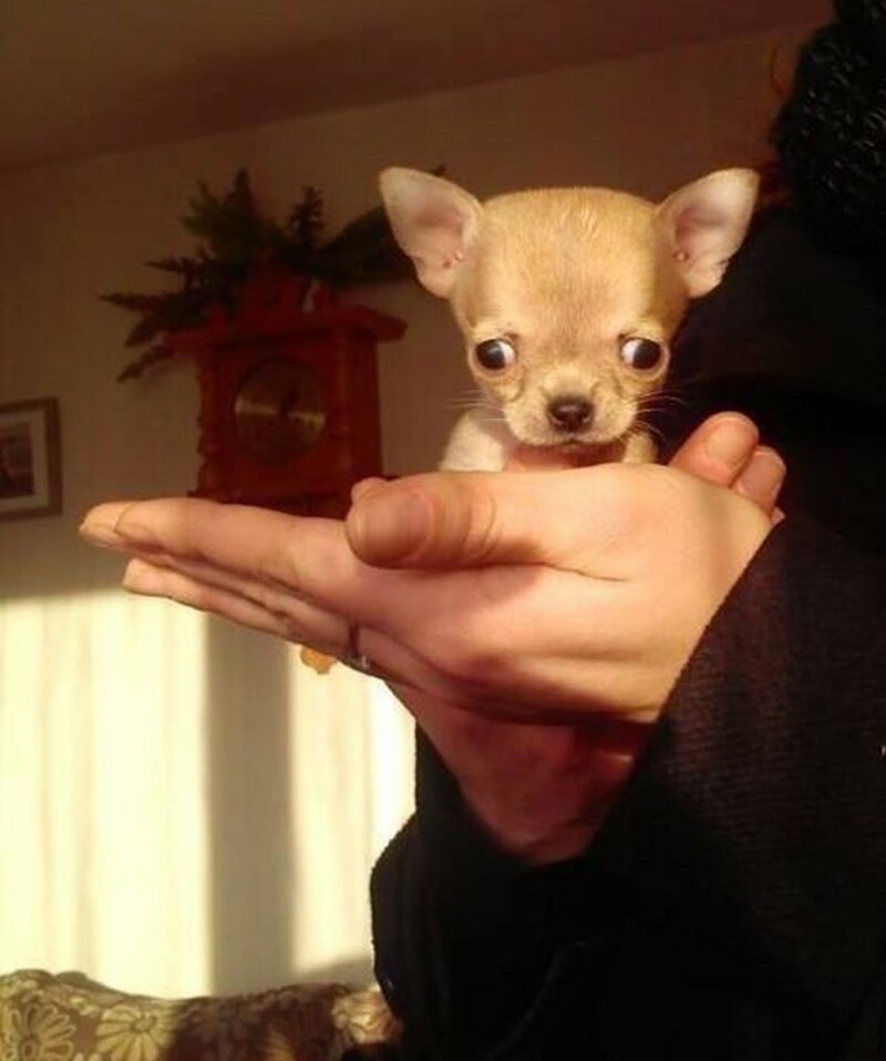 Туди — самая маленькая собака в мире?