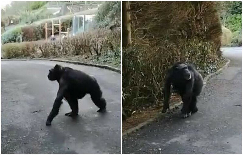 Шимпанзе сбежали из вольера зоопарка, соорудив лестницу из палок