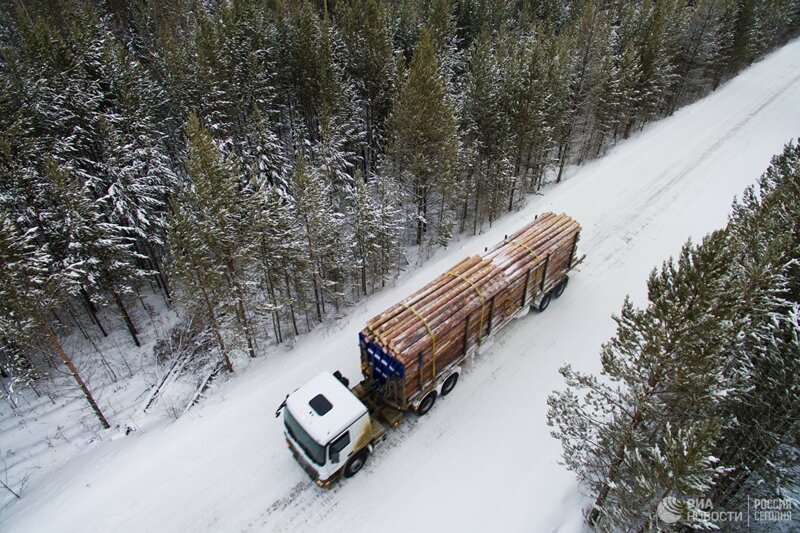 Матвиенко просит ввести эмбарго на вывоз леса из России