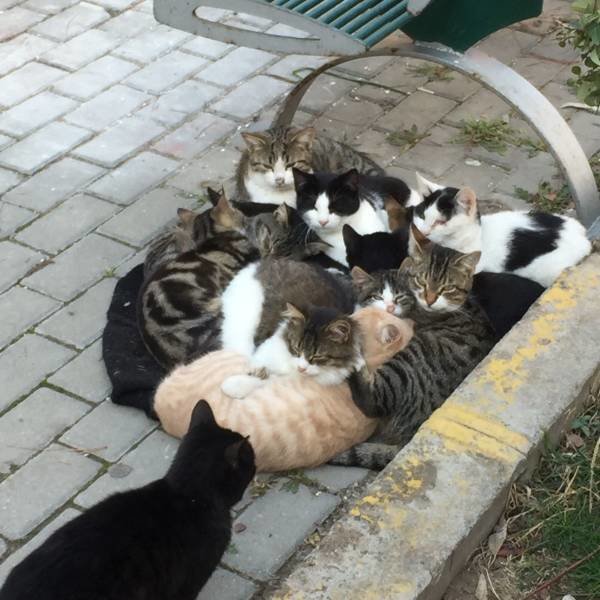 Скопление котиков