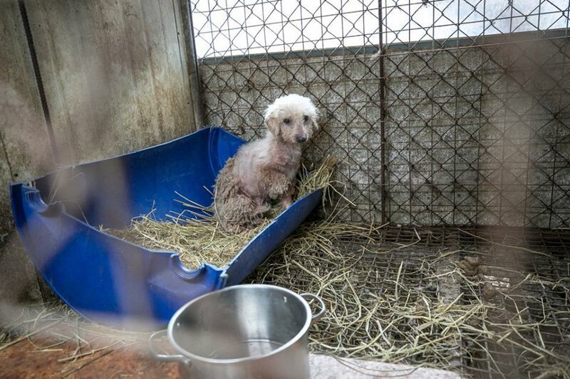 Зоозащитники освободили 200 собак, содержавшихся в ужасных условиях на ферме в Южной Корее