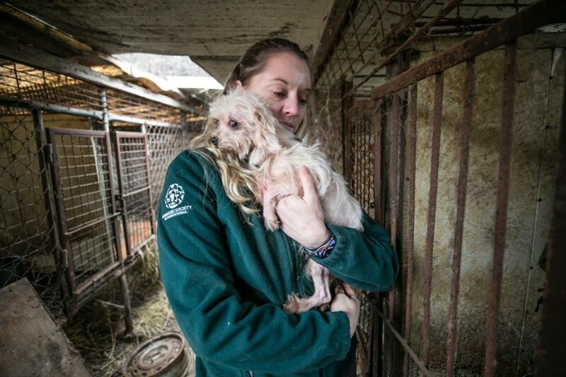 Зоозащитники освободили 200 собак, содержавшихся в ужасных условиях на ферме в Южной Корее