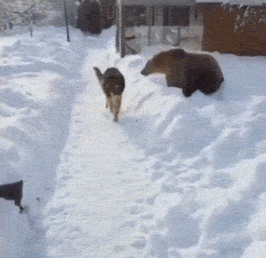 Забавные и симпатичные животные