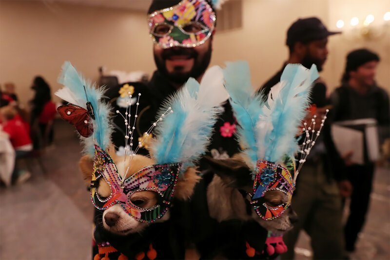 Удивительный карнавал: фотографии с показа мод для домашних животных