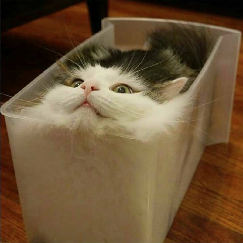 Очередное доказательство того, что коты — это жидкость.