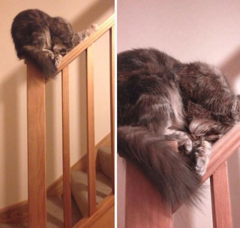 Кажется, этот кот овладел японским искусством сна.