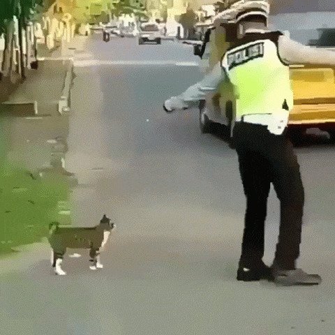 Просто полицейский помогает кошке перейти дорогу