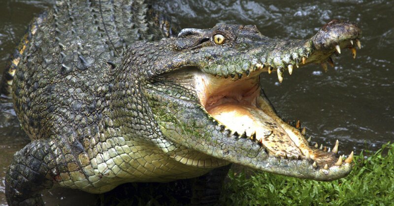 В Малайзии крокодил откусил гастарбайтеру голову