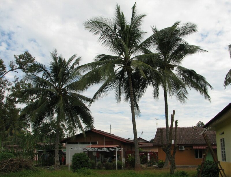 Малакка (Малайзия). Колониальное ядро и экскурсия на плантации