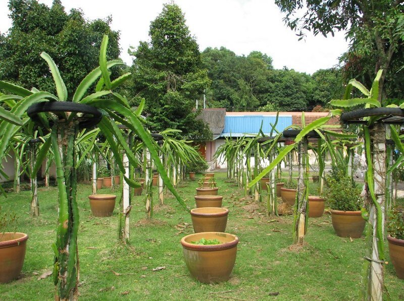 Малакка (Малайзия). Колониальное ядро и экскурсия на плантации