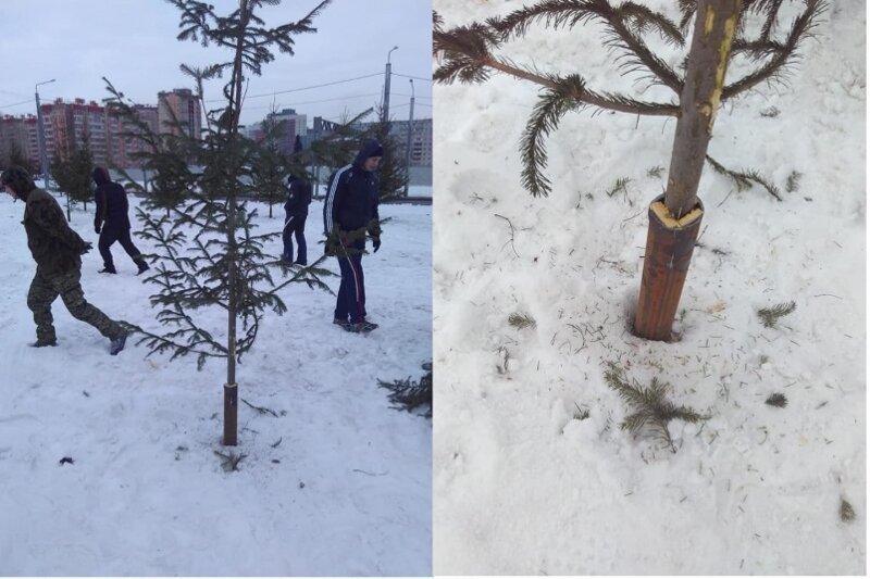 Готовятся к Универсиаде: Красноярск "озеленили" срубленными елками