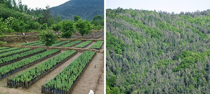 10 миллиардов деревьев для Пакистана