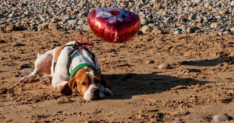 Обеспокоенные посетители пляжа в Суонси, Великобритания, сфотографировали одинокого пса