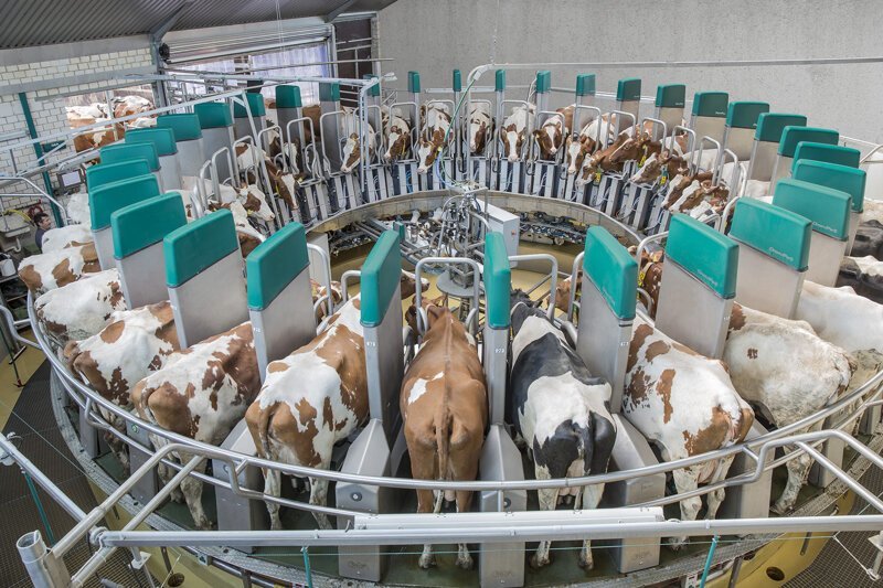Для хозяйств в большим поголовьем применяют так называемую роботизированную карусель, где коров доят по графику,  и сразу десятками голов