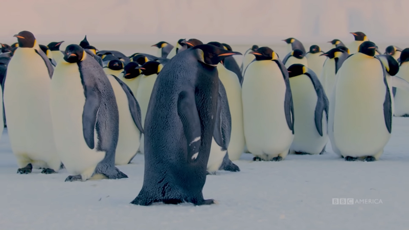 Редчайший черный пингвин впервые попал на видео