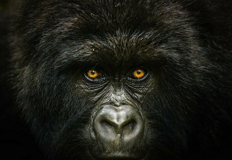 Дэниел Бертон запечатлел портрет гориллы на склоне горы Микено в Демократической Республике Конго (финалист в категории "Природа")