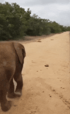 Выручил черепаху