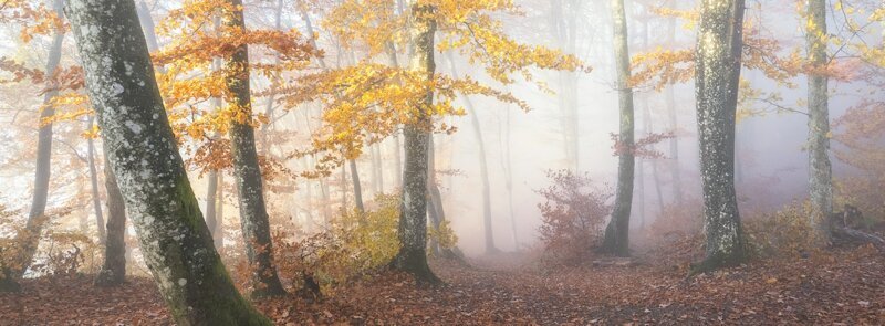 Премия в категории «Мгла и туман». «Шелест разноцветных листьев». Автор фото: Oliver Wehrli, Швейцария.