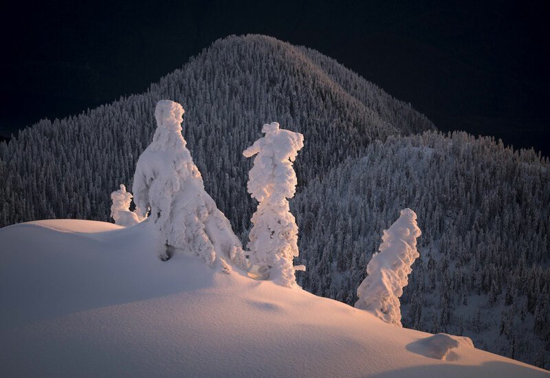 «Столпотворение деревьев». Автор фото: Adam Gibbs, Канада.