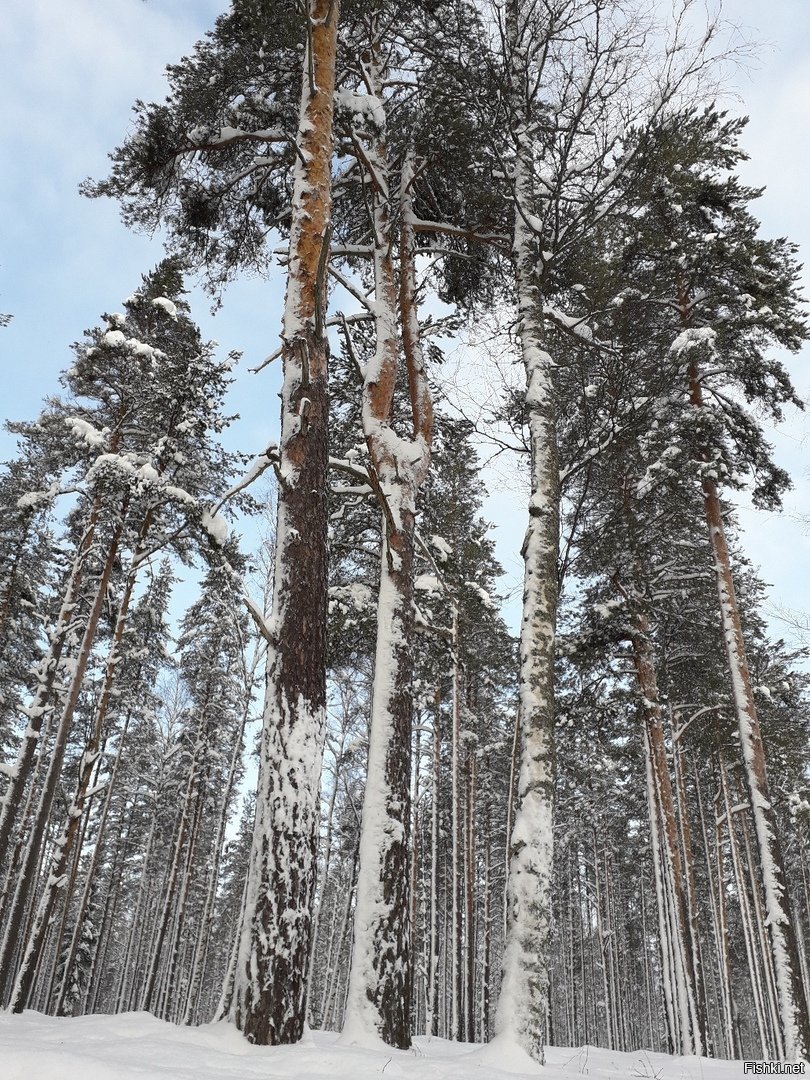 Климово ленинградская область выборгский