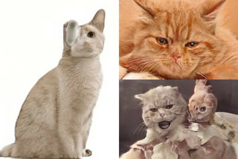 На святое покусились: нейросеть создает портреты котиков, место которых - в фильмах ужаса