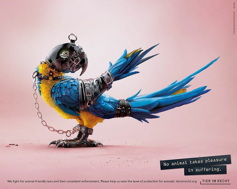 Социальная реклама одела животных в БДСМ-костюмы
