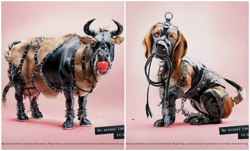 Социальная реклама одела животных в БДСМ-костюмы